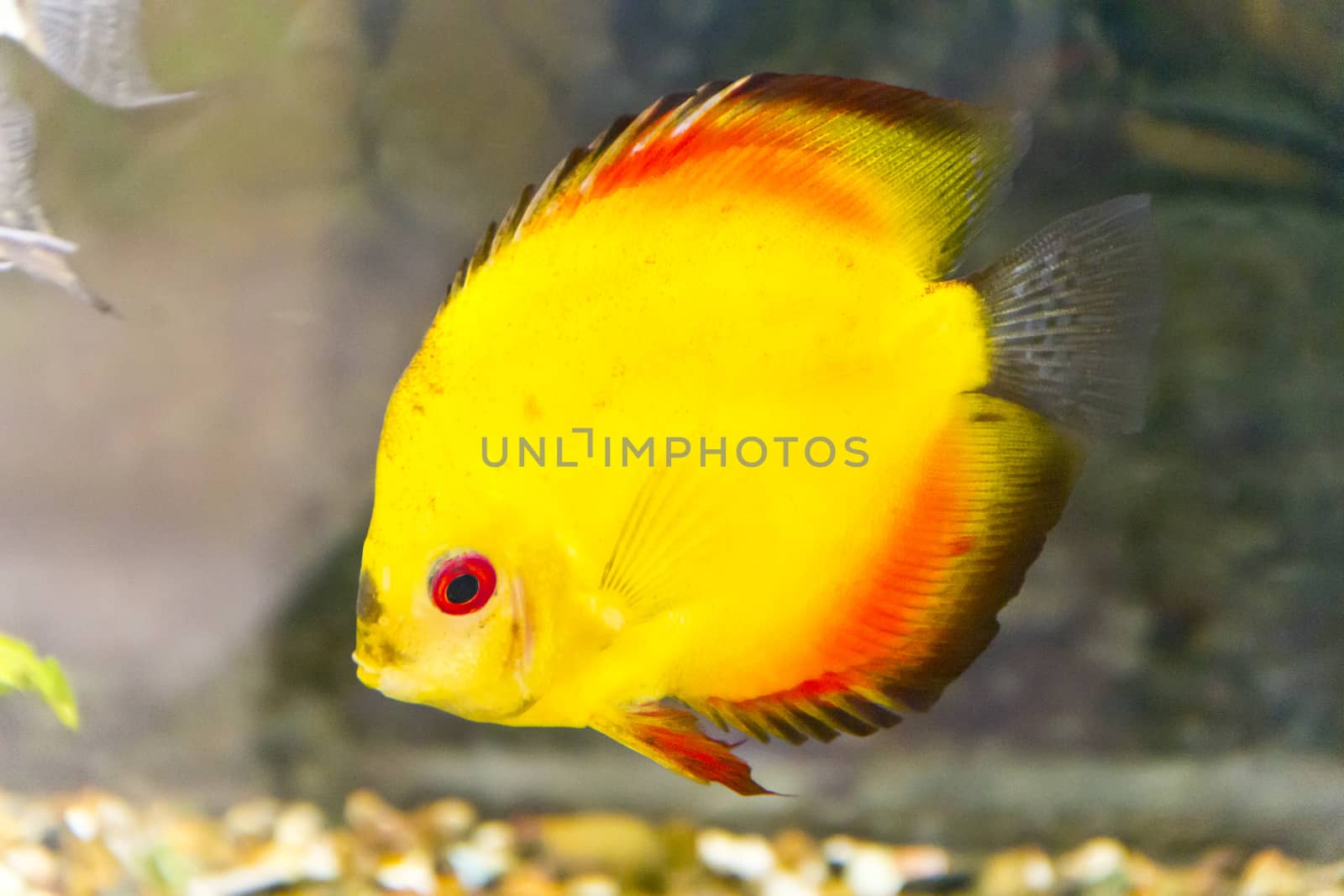 Photo of fish symphysodon aequifasciata haraldi in aquarium