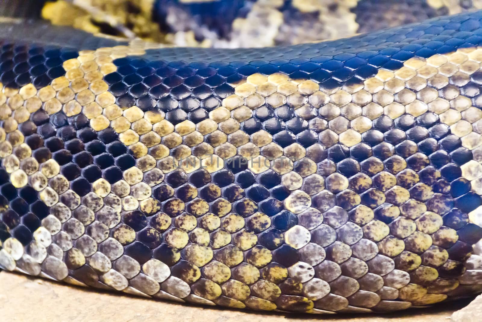 Photo of real boa snake python skin texture close up