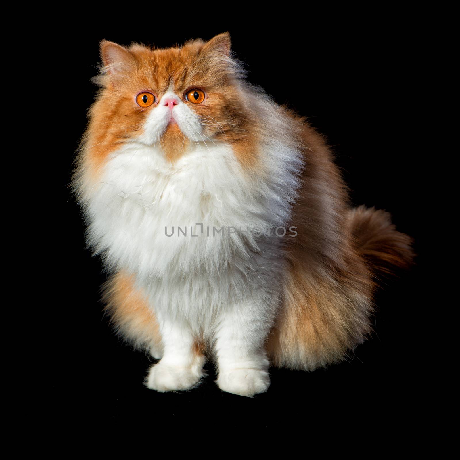 Red big adult persian cat costs on a black background