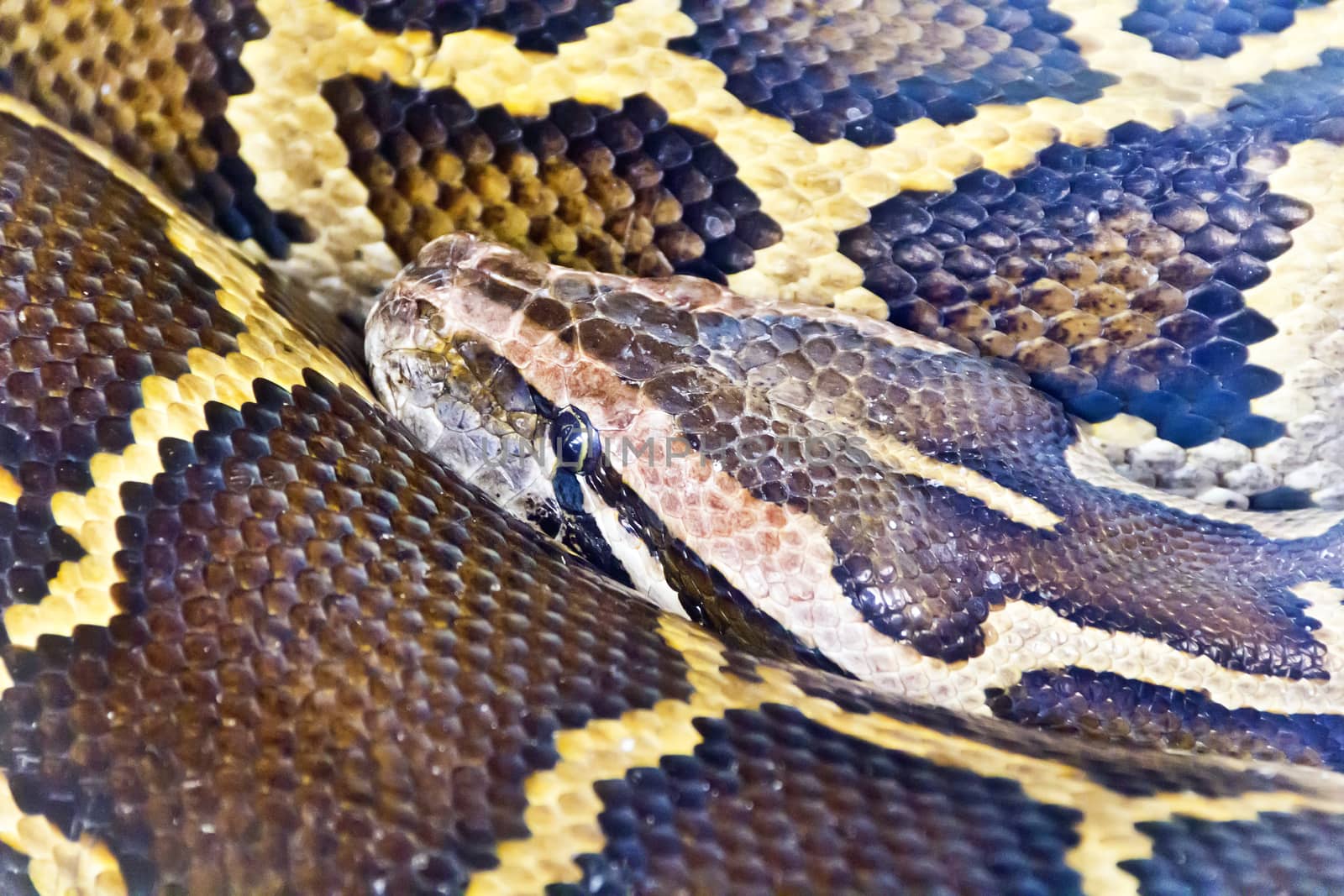 Photo of reticulated python head close up