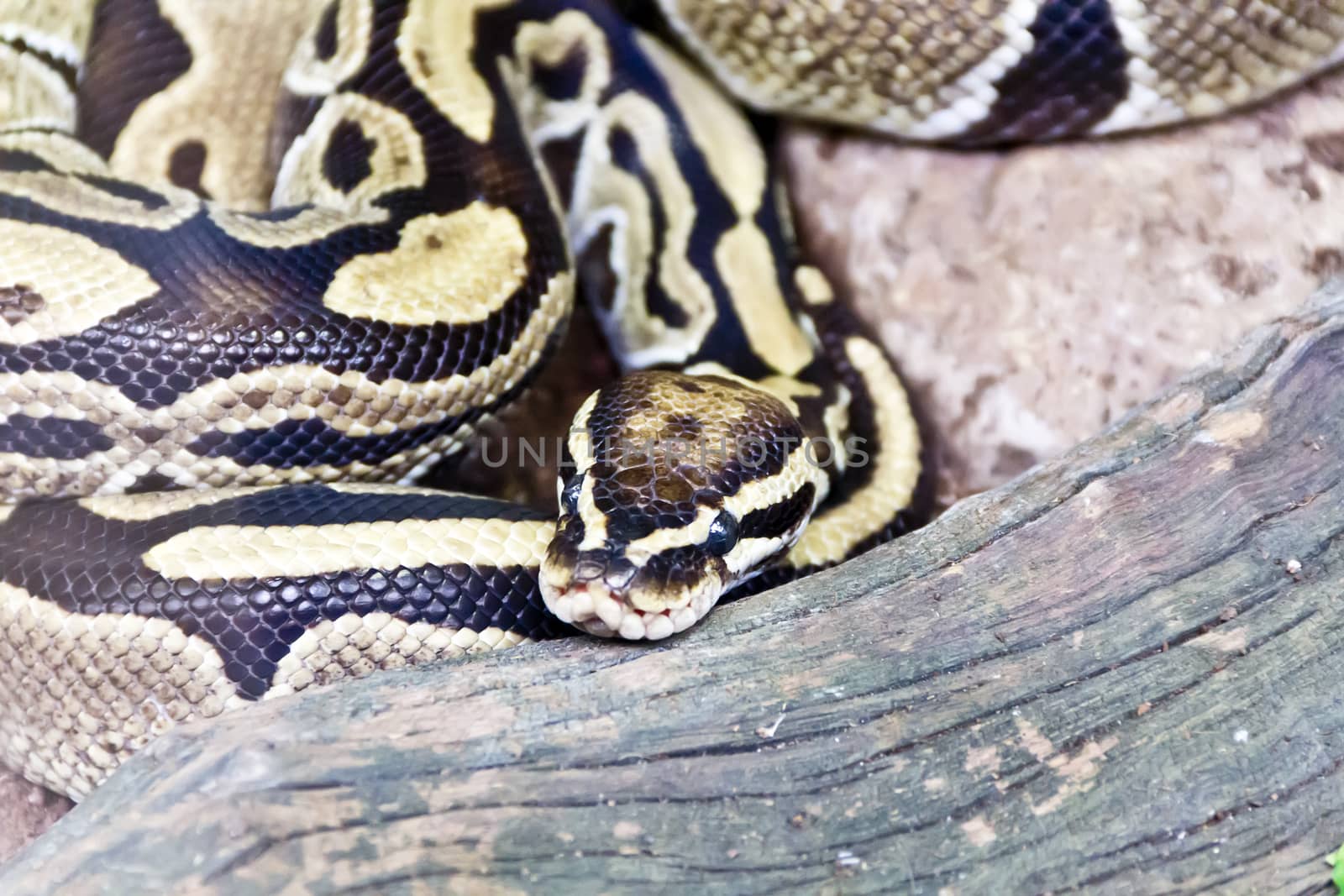 Photo of reticulated python close up in zoo