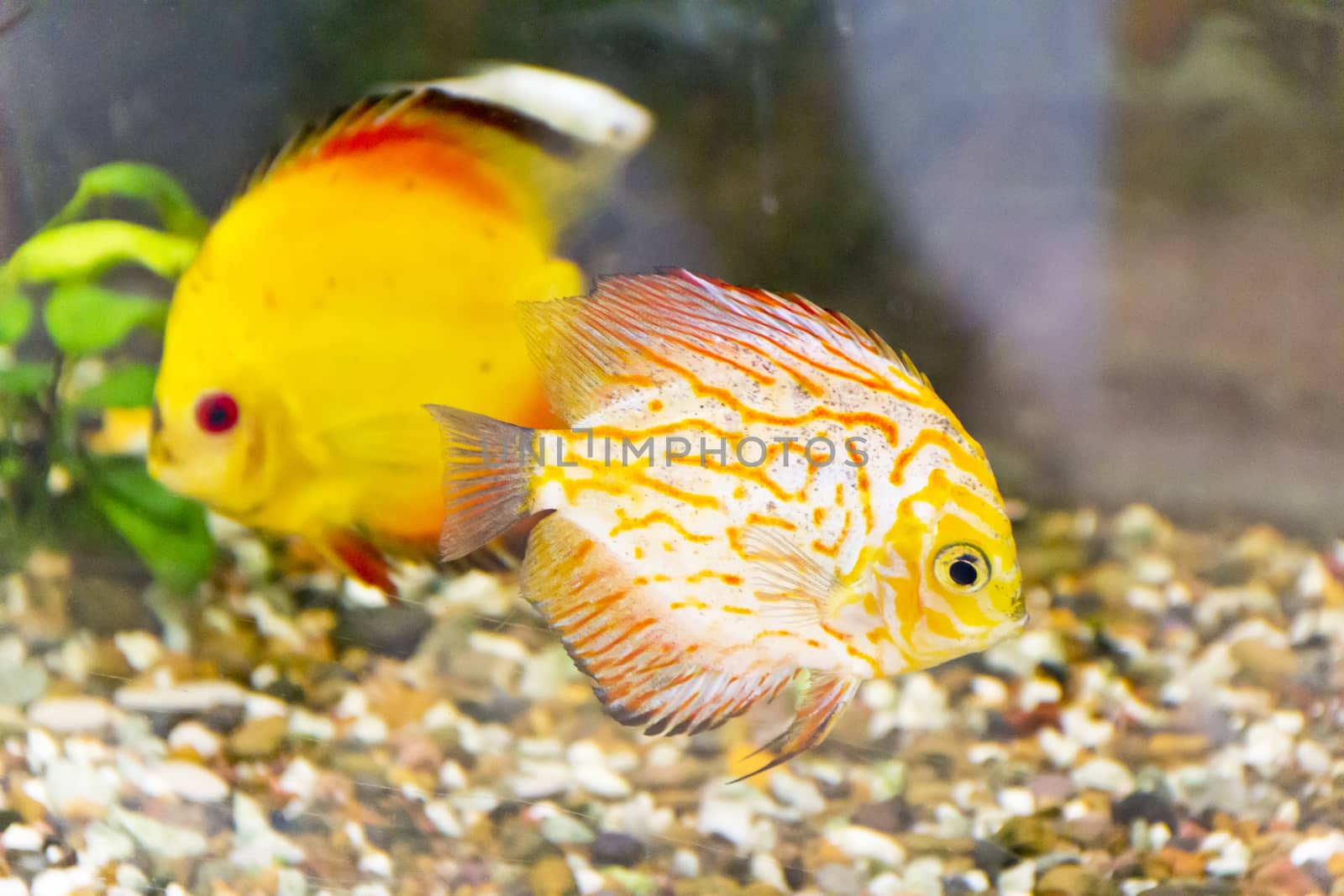 Photo of fish symphysodon aequifasciata haraldi in aquarium