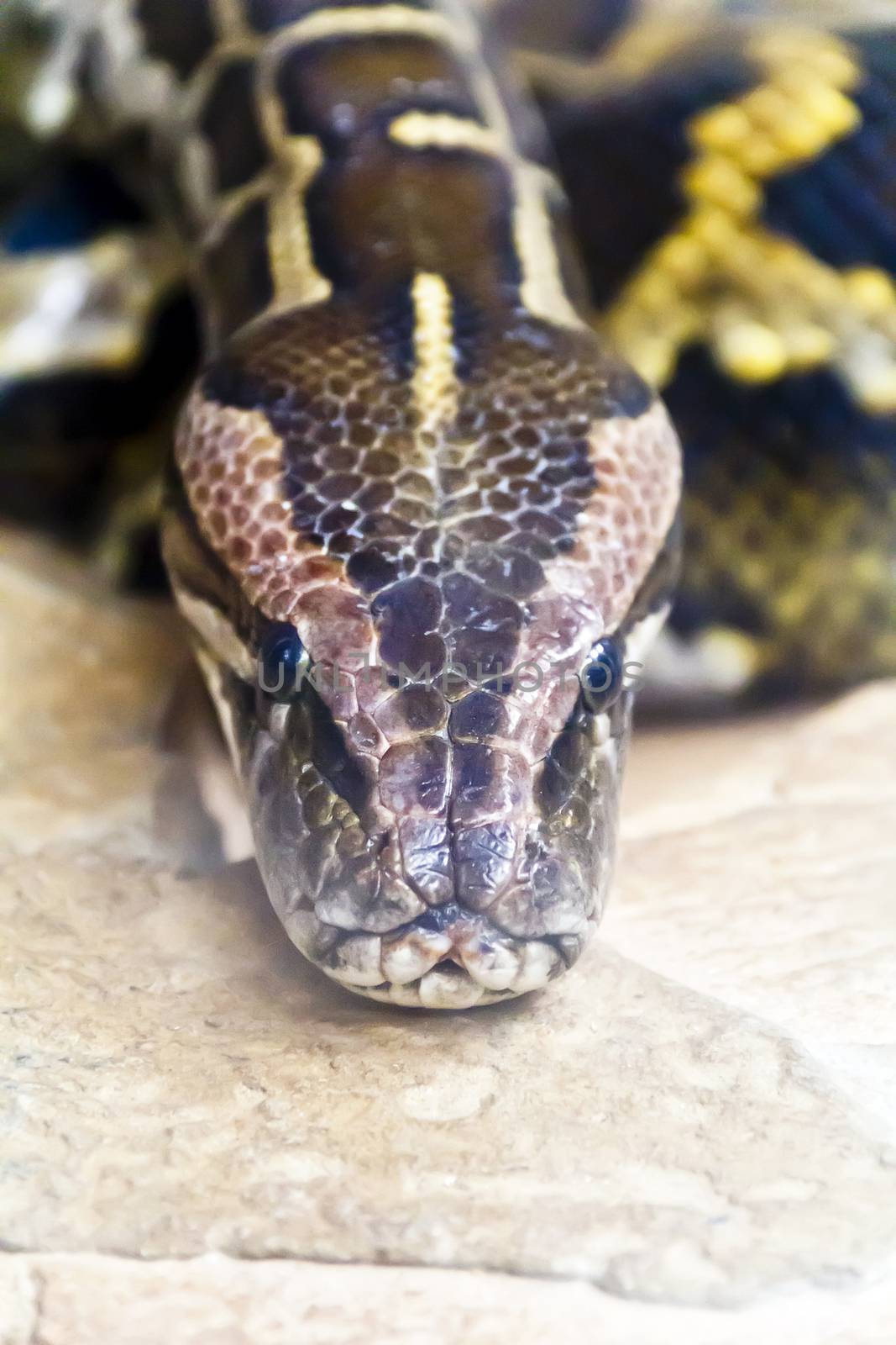 Photo of reticulated python head in full face