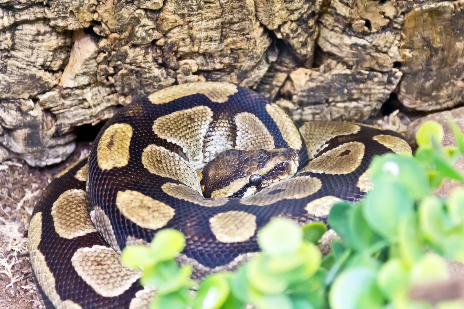 Photo of python head in ring close up