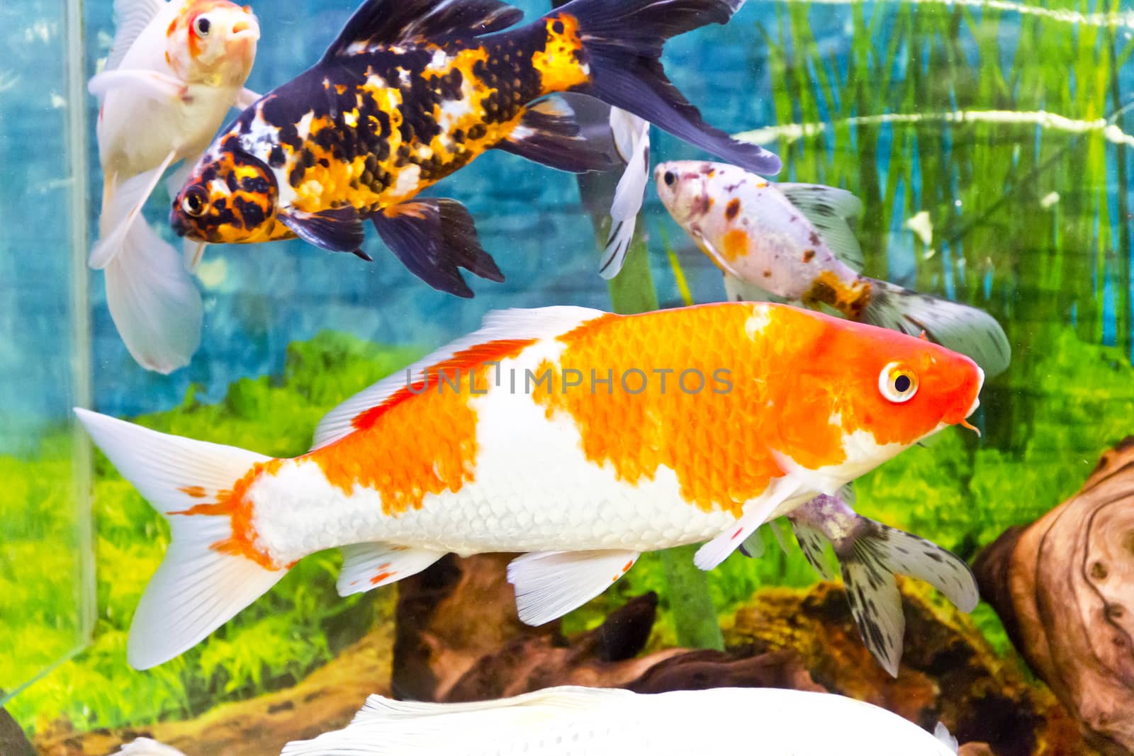 Photo of fish Cyprinus carpio koi in aquarium