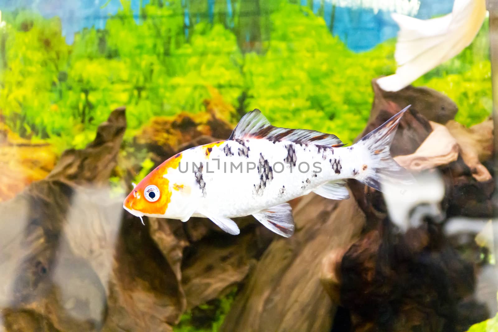 Photo of fish Cyprinus carpio koi in aquarium