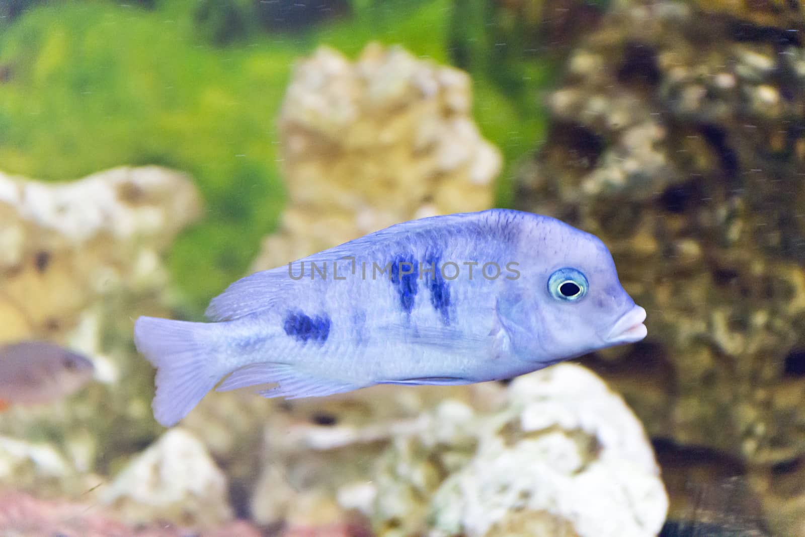 Photo of fish haplochromis mooriii in aquarium