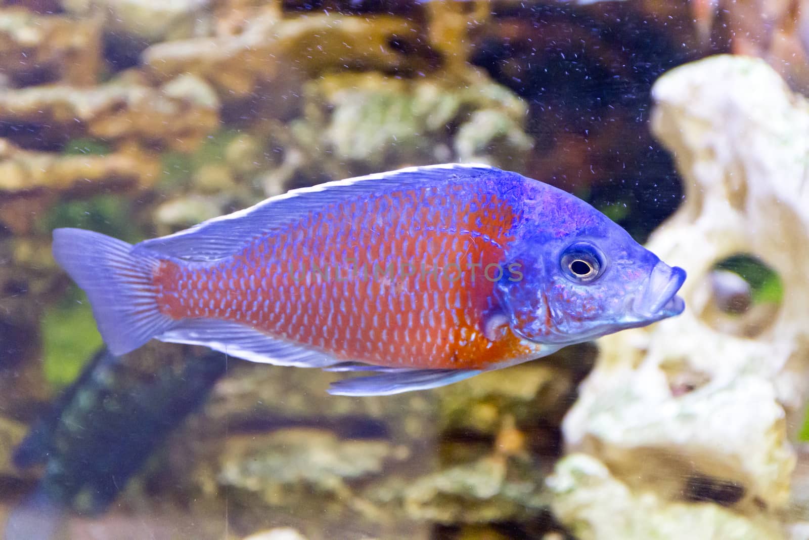 Photo of fish copadichromis kadango in aquarium