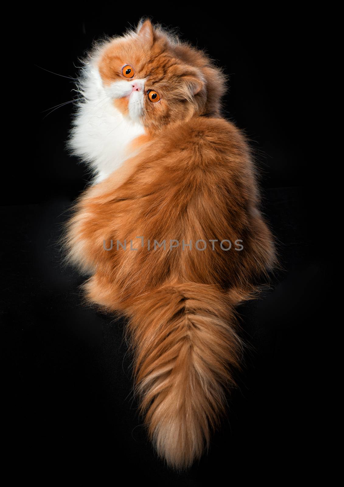 Red big persian cat costs on dark background by fotooxotnik