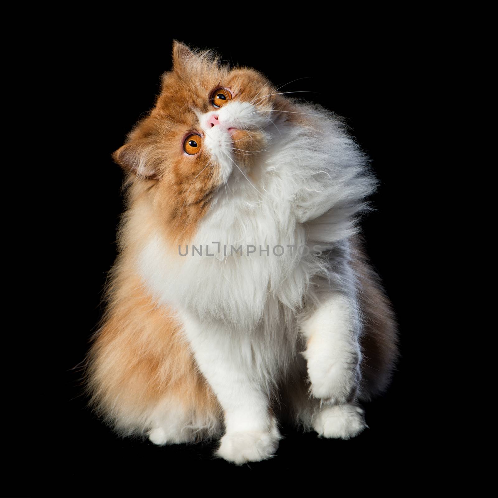 Red big persian cat costs on dark background by fotooxotnik