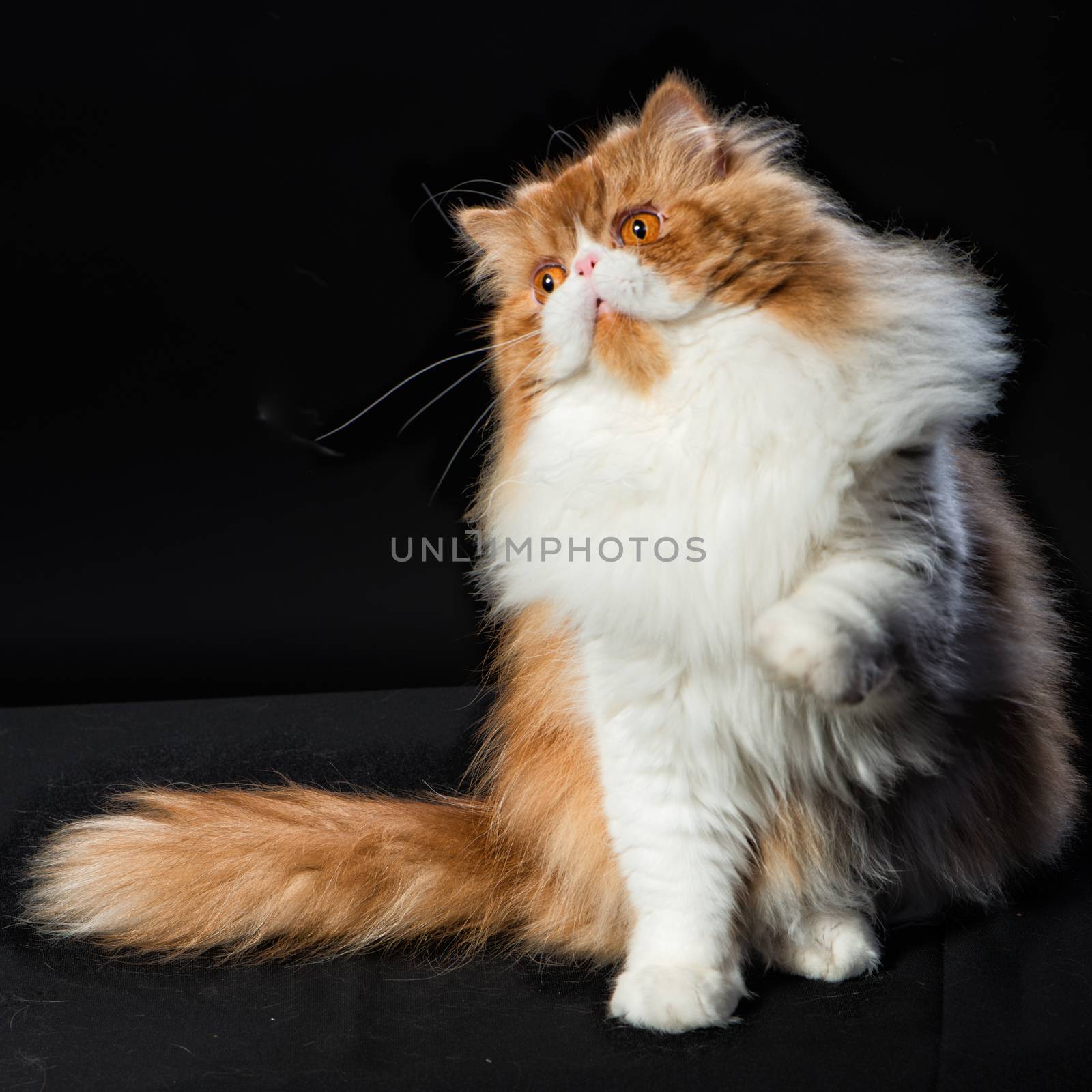 Red big adult persian cat costs on a black background