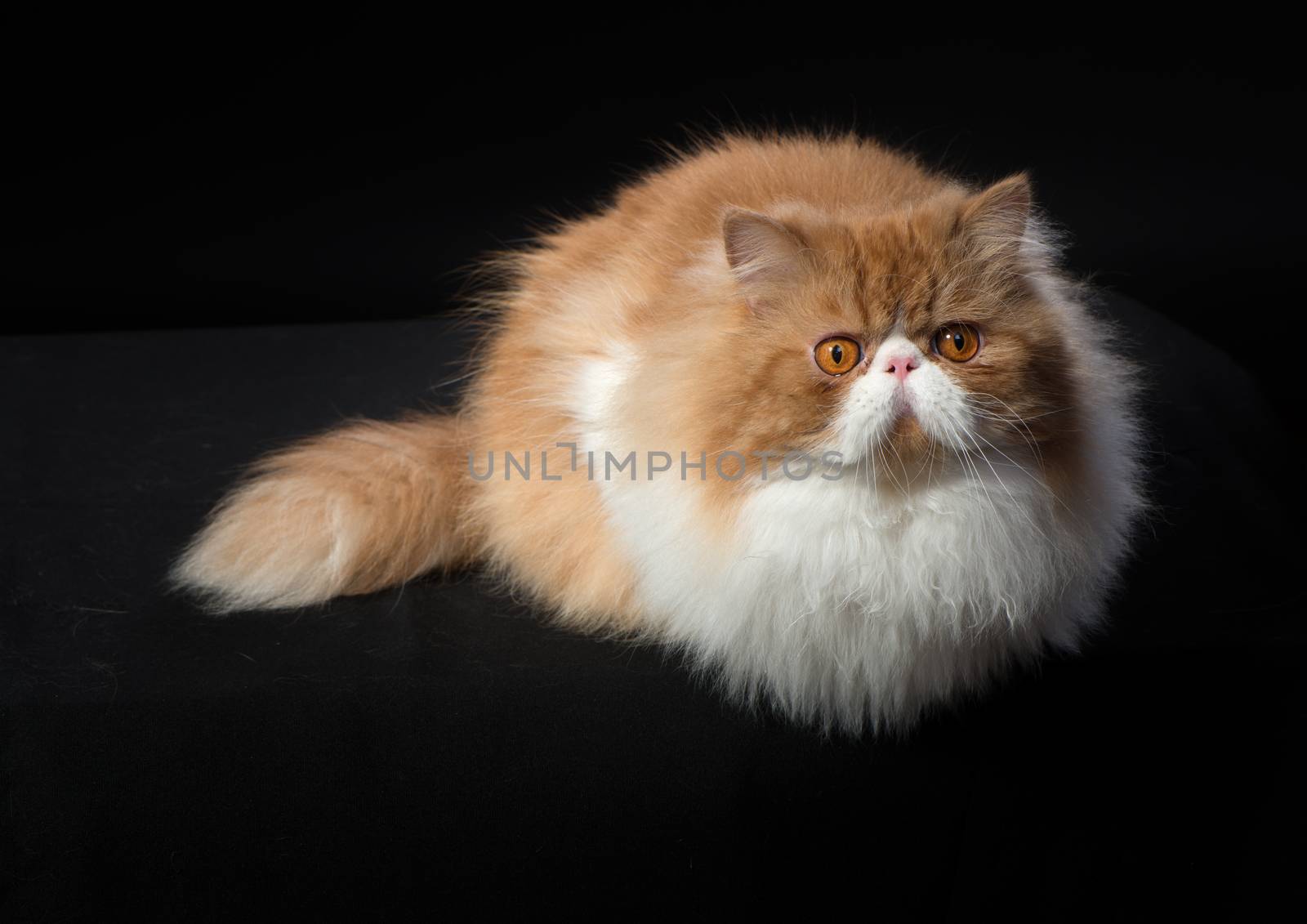 Red big adult persian cat costs on a black background