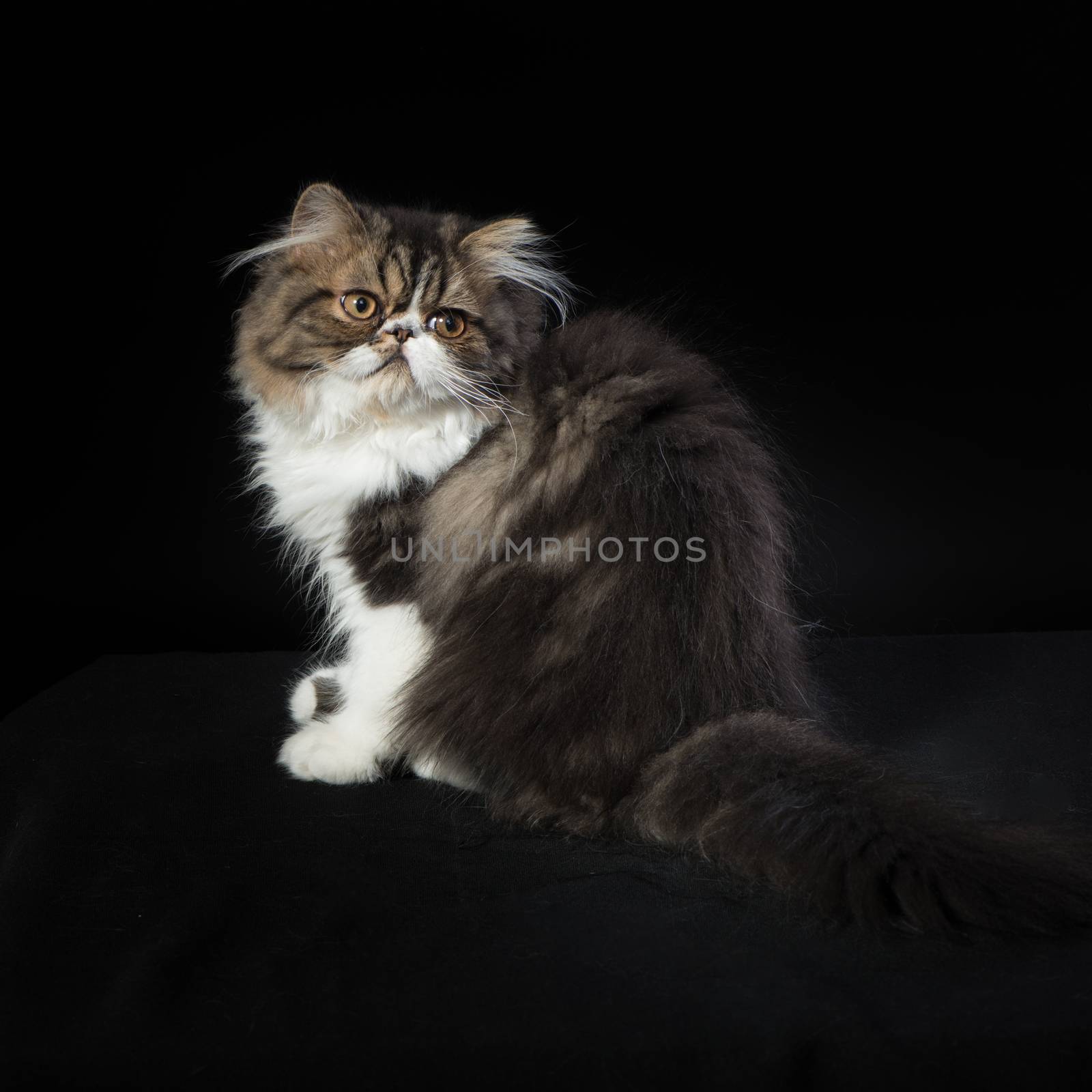 Persian kitten of dark coloring sits about dark background