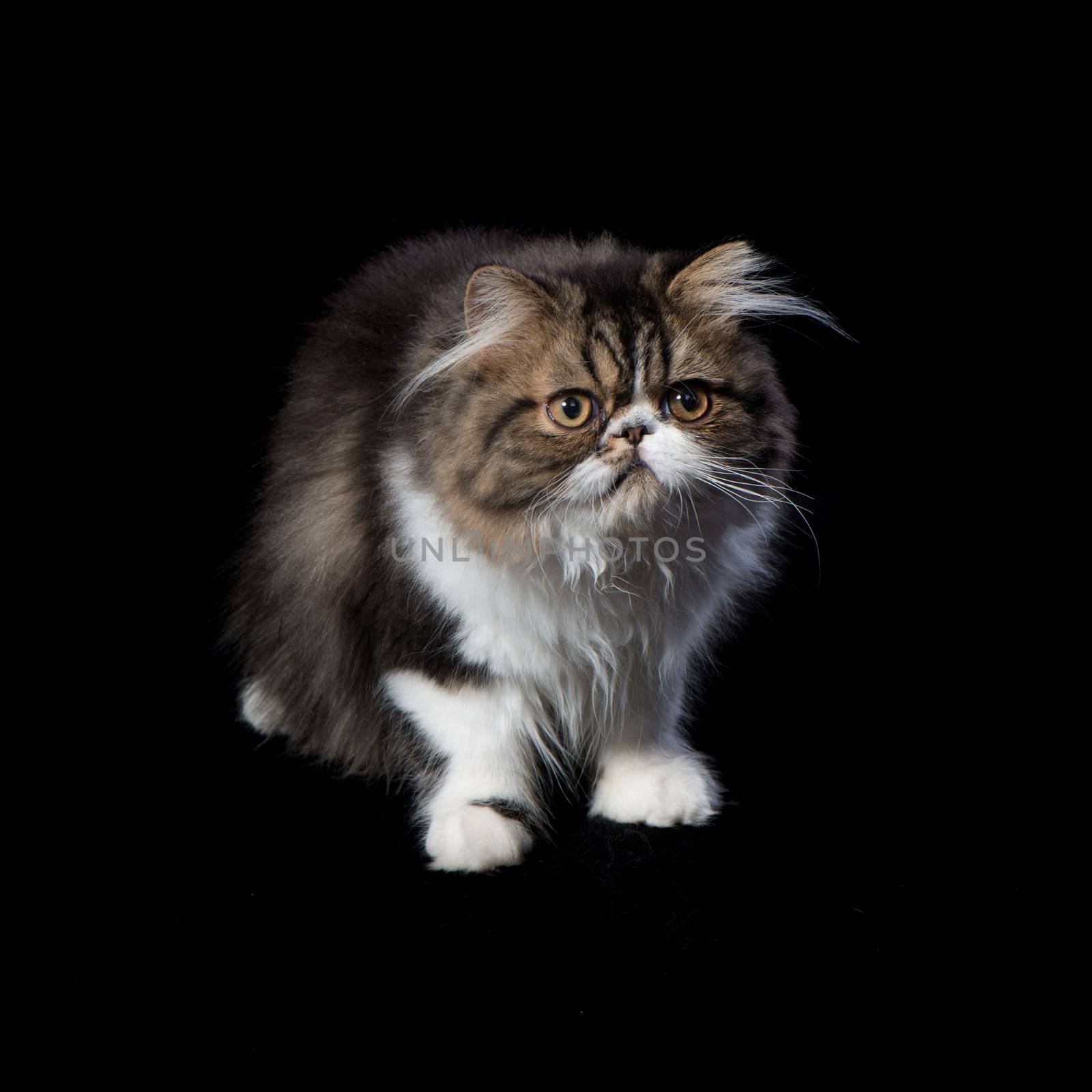 Persian kitten of dark coloring sits about dark background