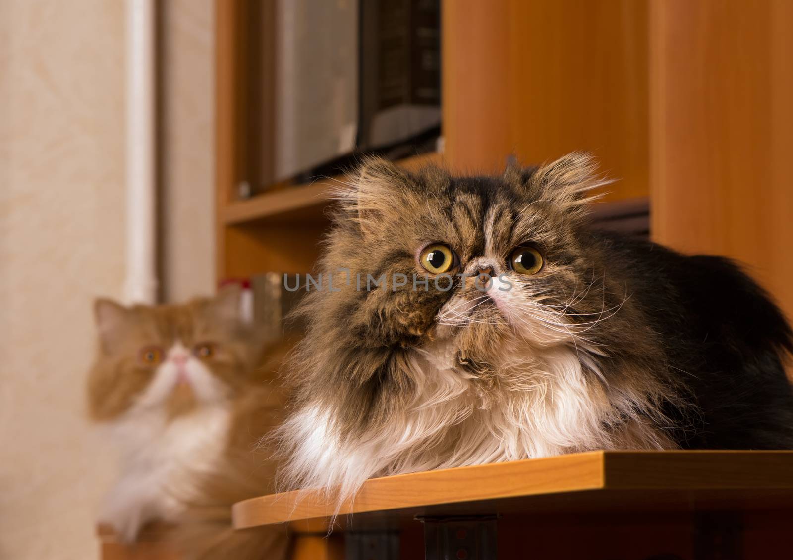 Two persian cats of different coloring by fotooxotnik