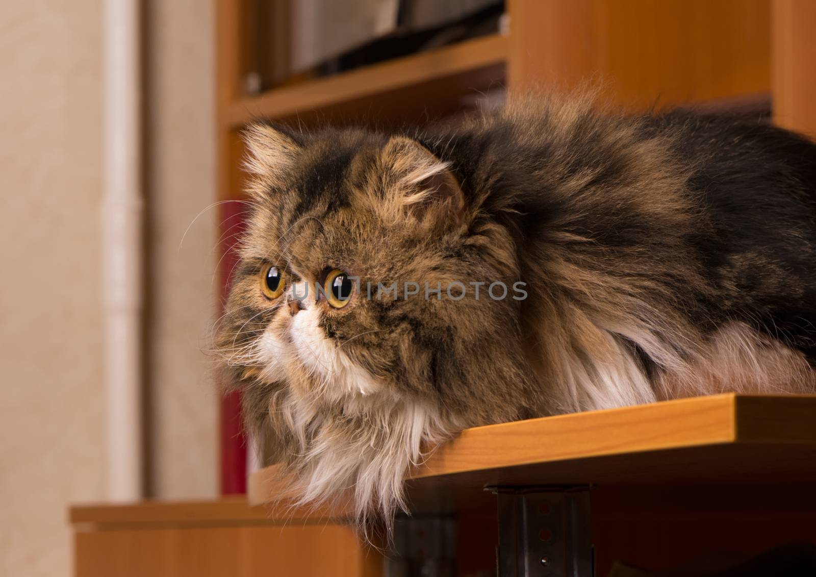 Persian kitten of dark coloring sits on a table