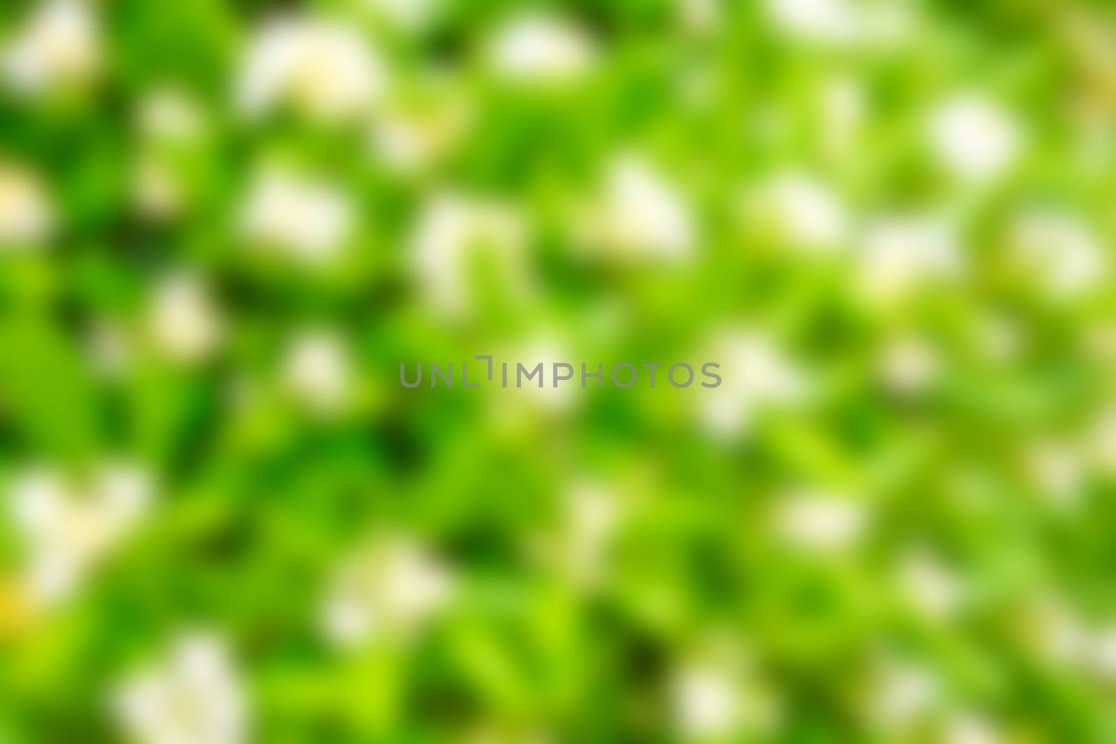 green bokeh from tree, green background