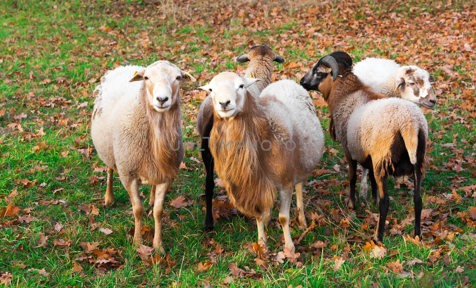 farm sheep lambs by motorolka