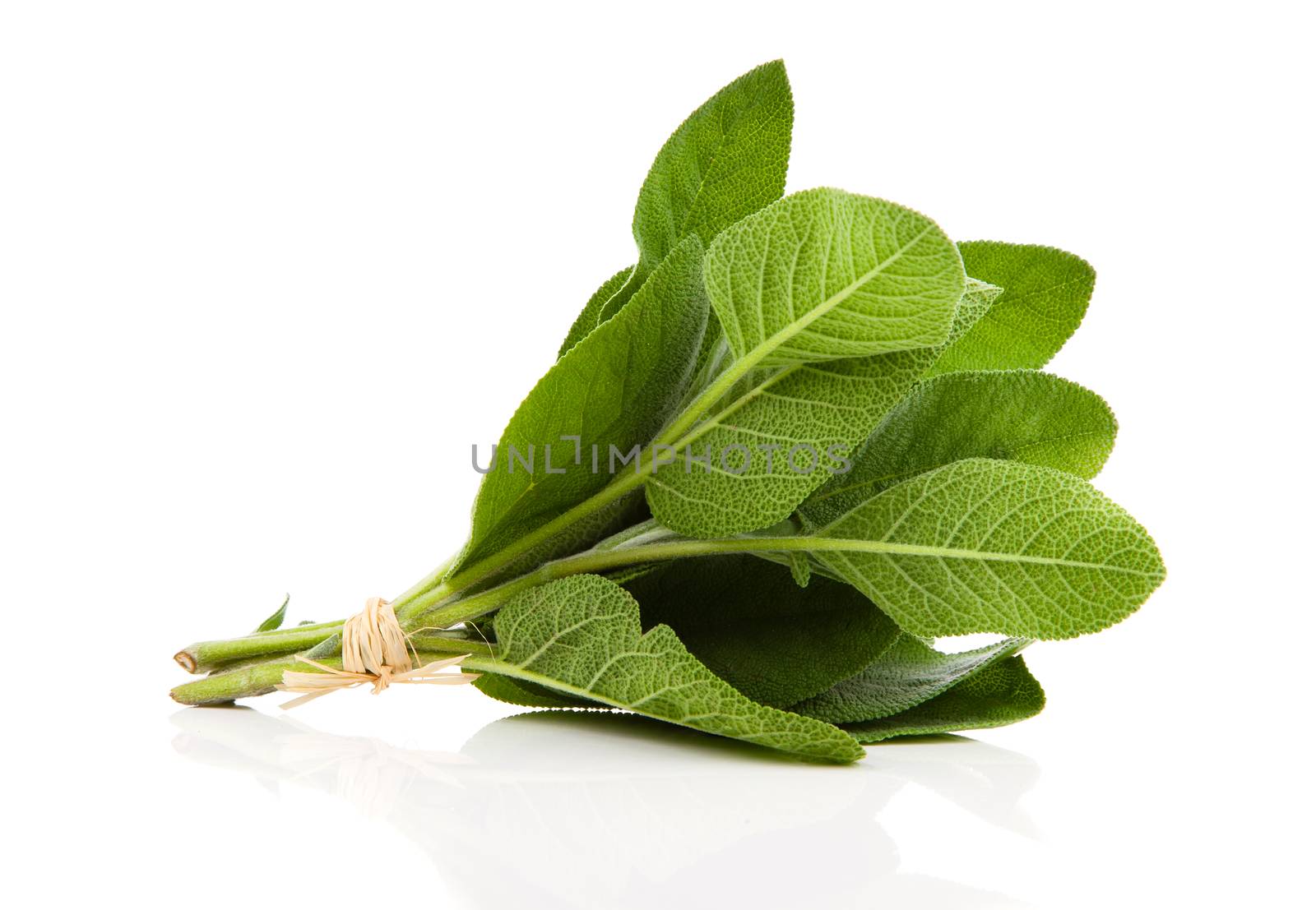 Sage plant on a white background