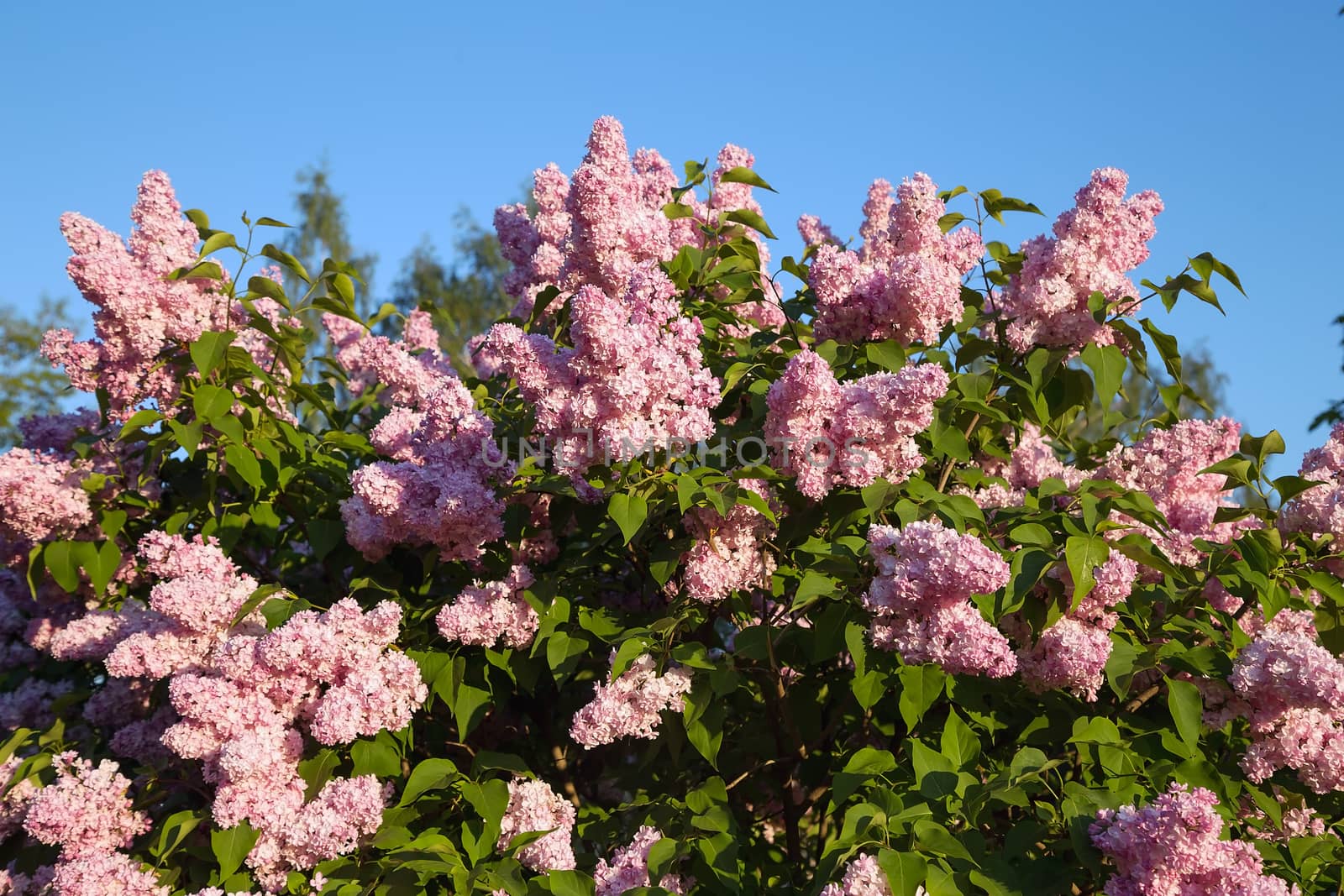 Close-up beautiful lilac flowers with the leaves. Beauty world.