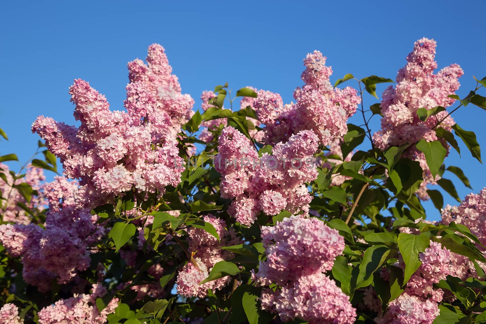 Close-up beautiful lilac flowers with the leaves. Beauty world.