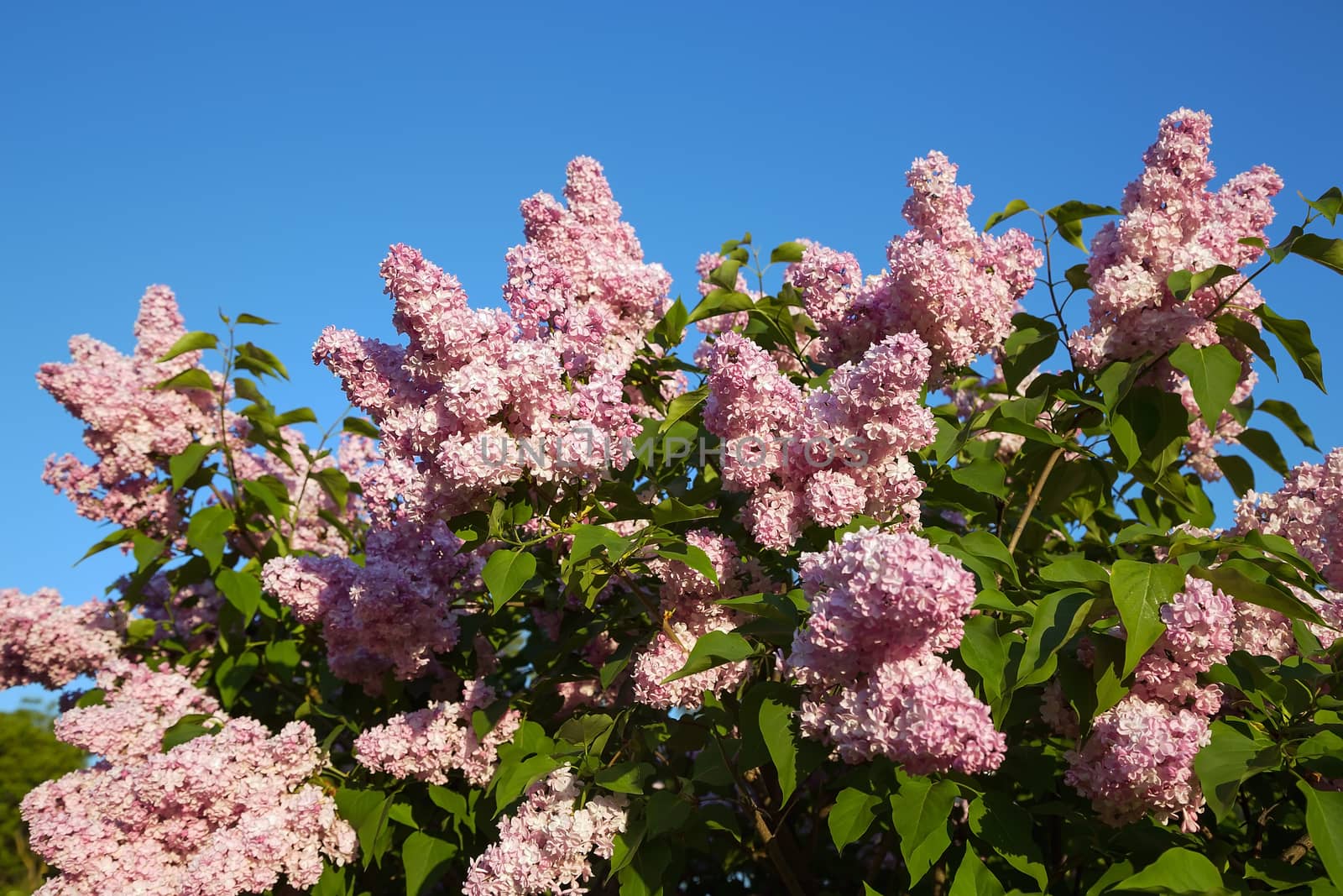 Close-up beautiful lilac flowers with the leaves. Beauty world.