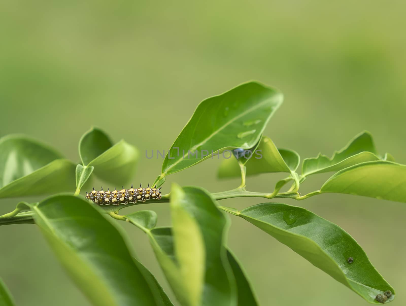 Papilio anactus caterpillar lava of Dainty Swallowtail butterfly by sherj