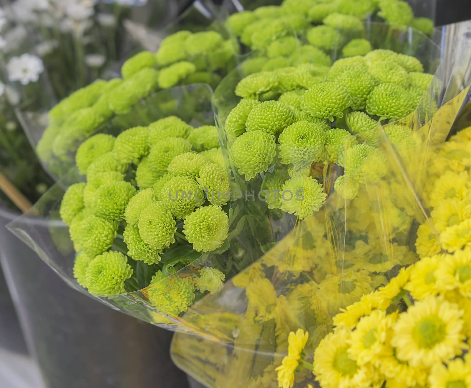 Bunches of Green Flowers Chrysanthemums at Flower Market by sherj