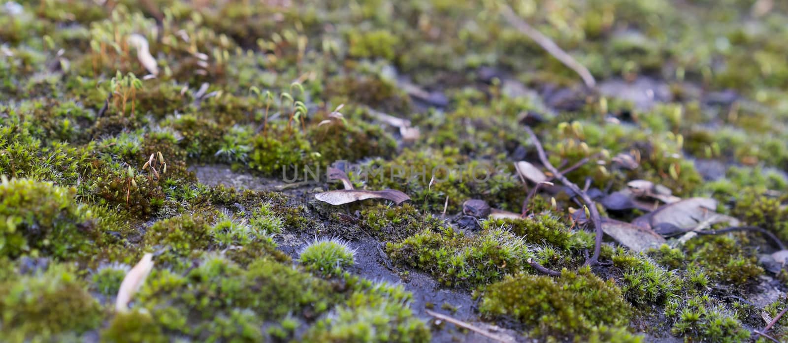 Green wet moss growing on stone mossy surface background image with blur bokeh