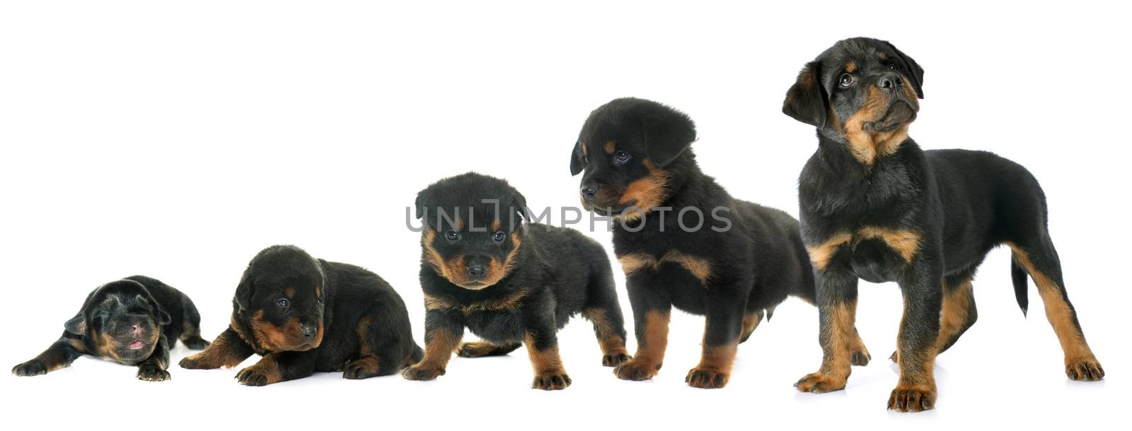 growth of puppy rottweiler in front of white background
