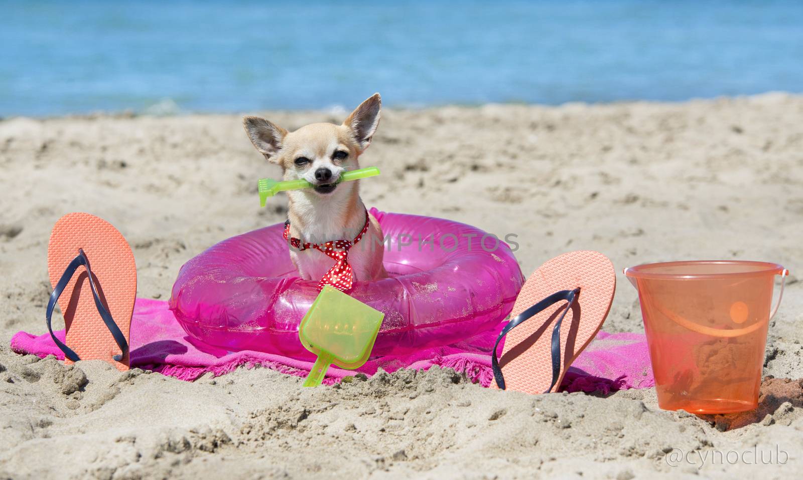 chihuahua on beach by cynoclub