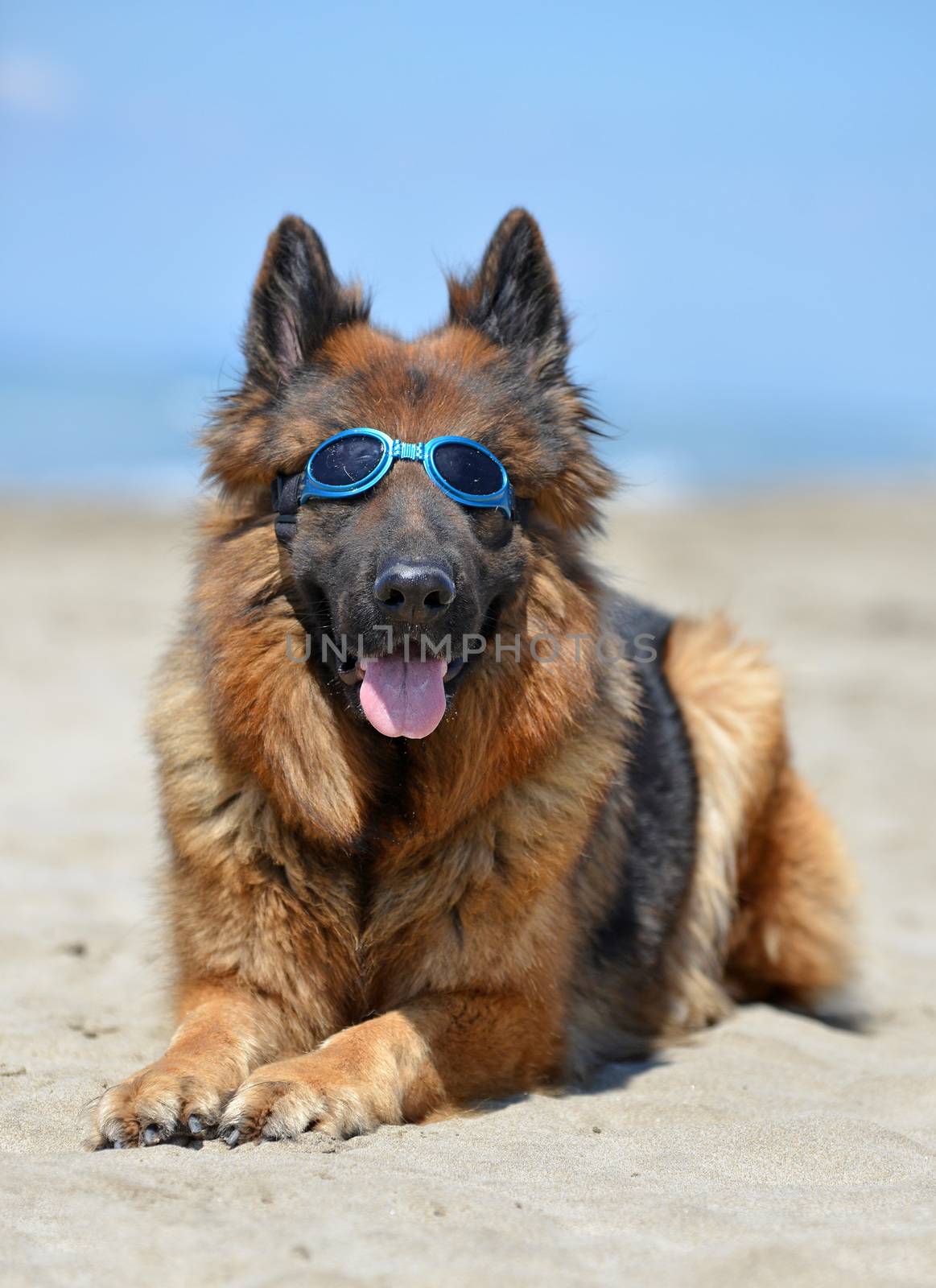 german shepherd on a beach by cynoclub