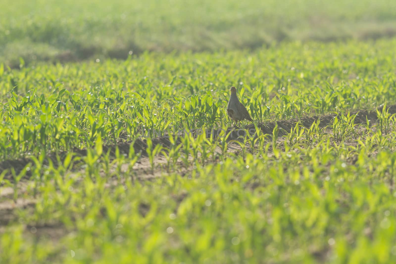 agricultural field, nature and agriculture farming series
