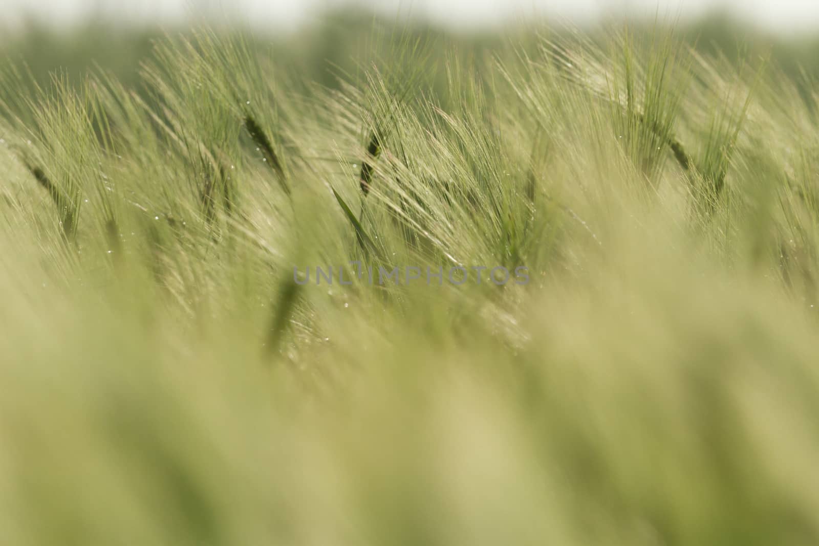 agricultural field, nature and agriculture farming series