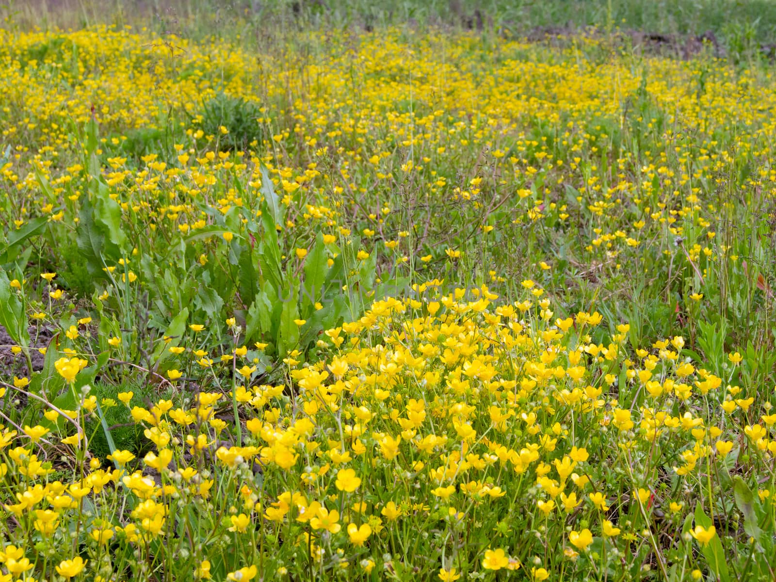 Meadow Buttercup (Ranunculus acris) flower meadows in wetlands.