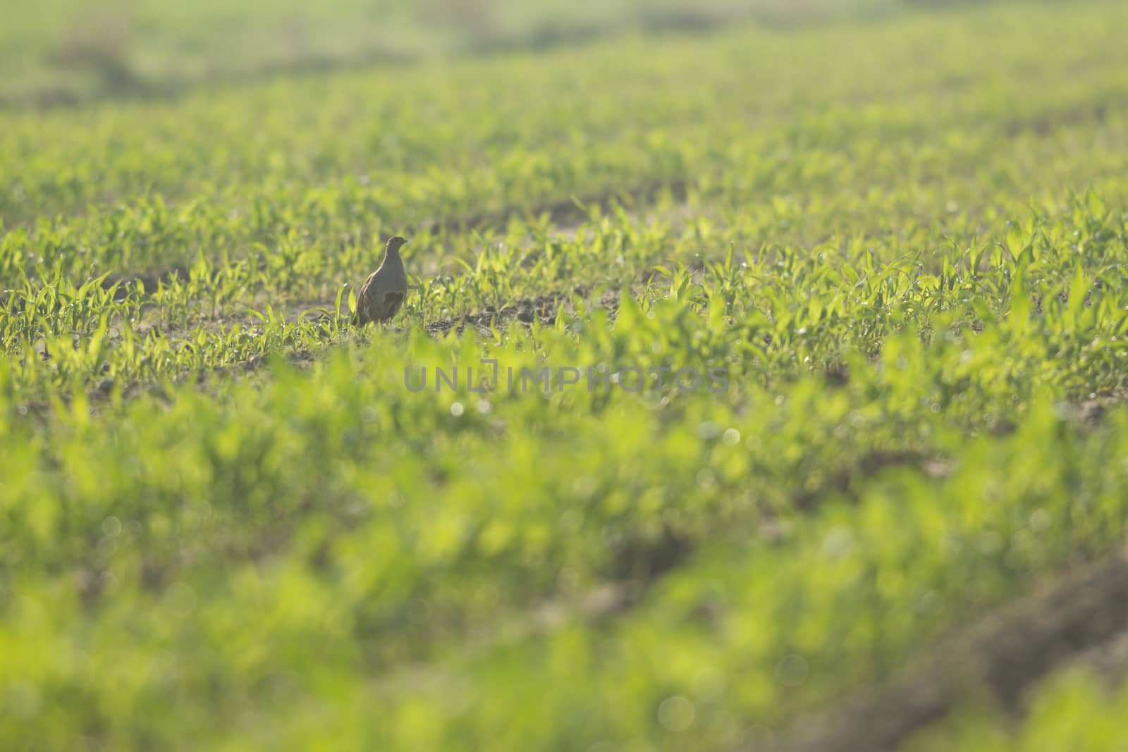 wild bird in natural habitat, nature series
