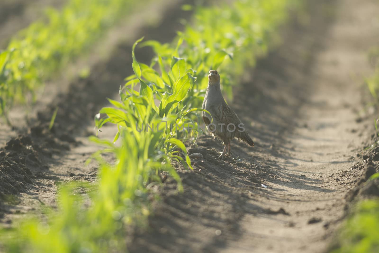 wild bird in natural habitat, nature series