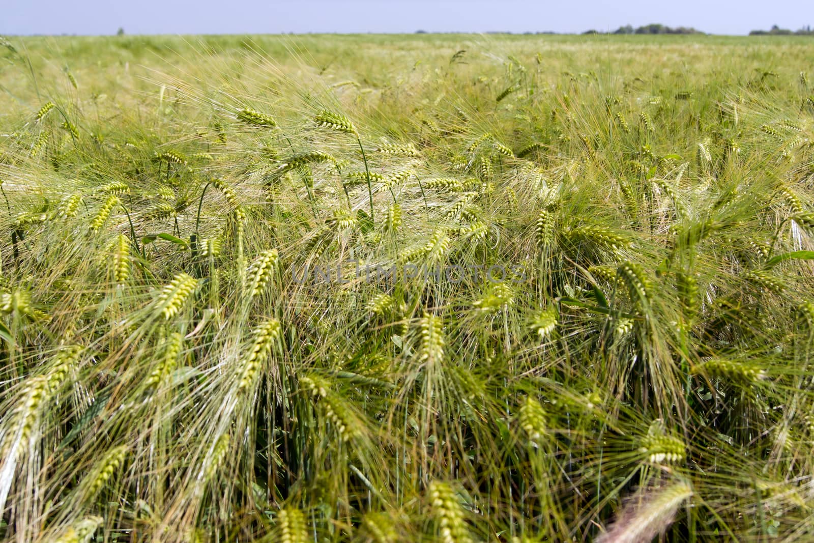 Winter barley yellow field before full maturation.