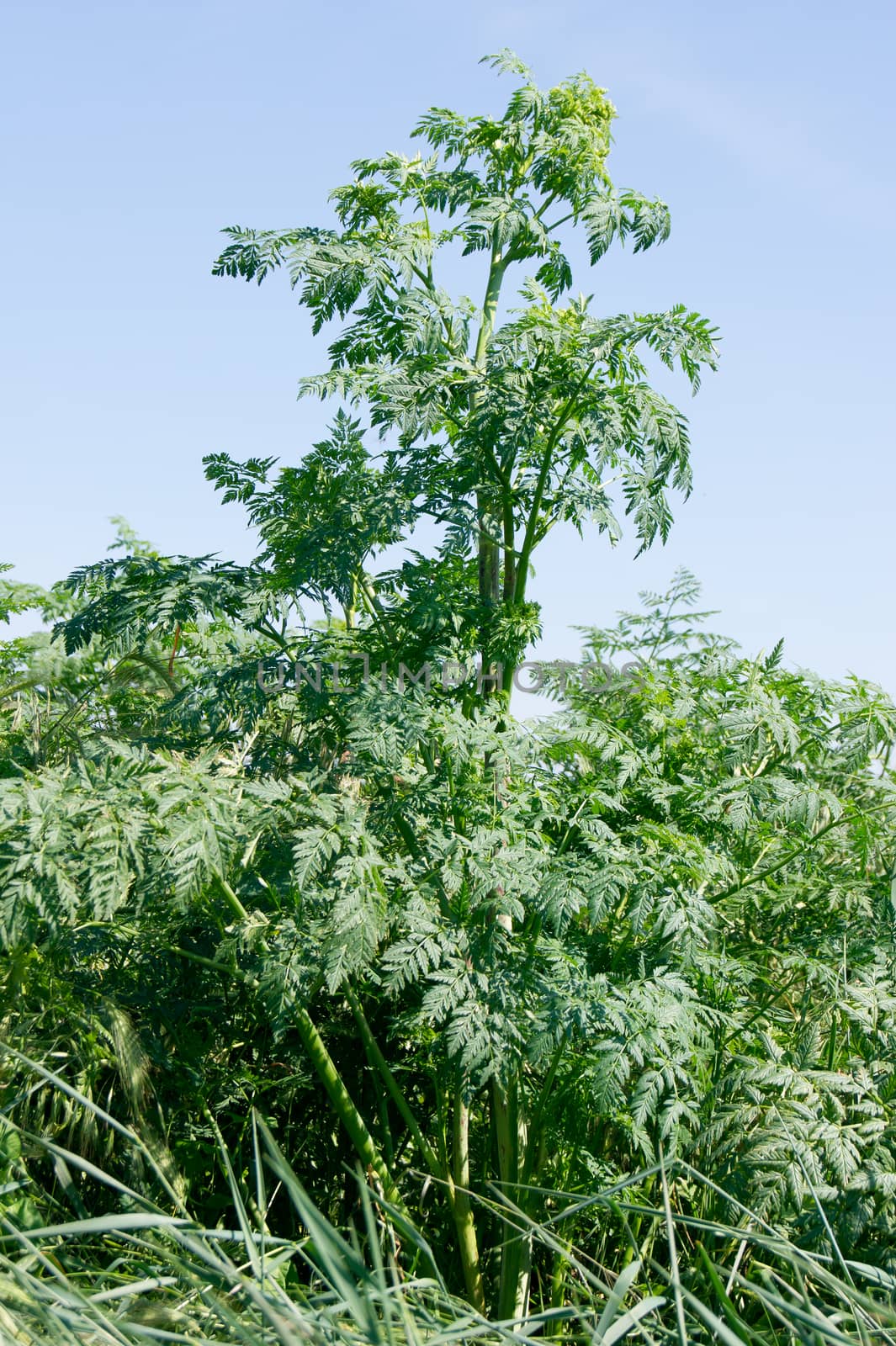 The hemlock (Conium maculatum), poisonous plants in the ditch.