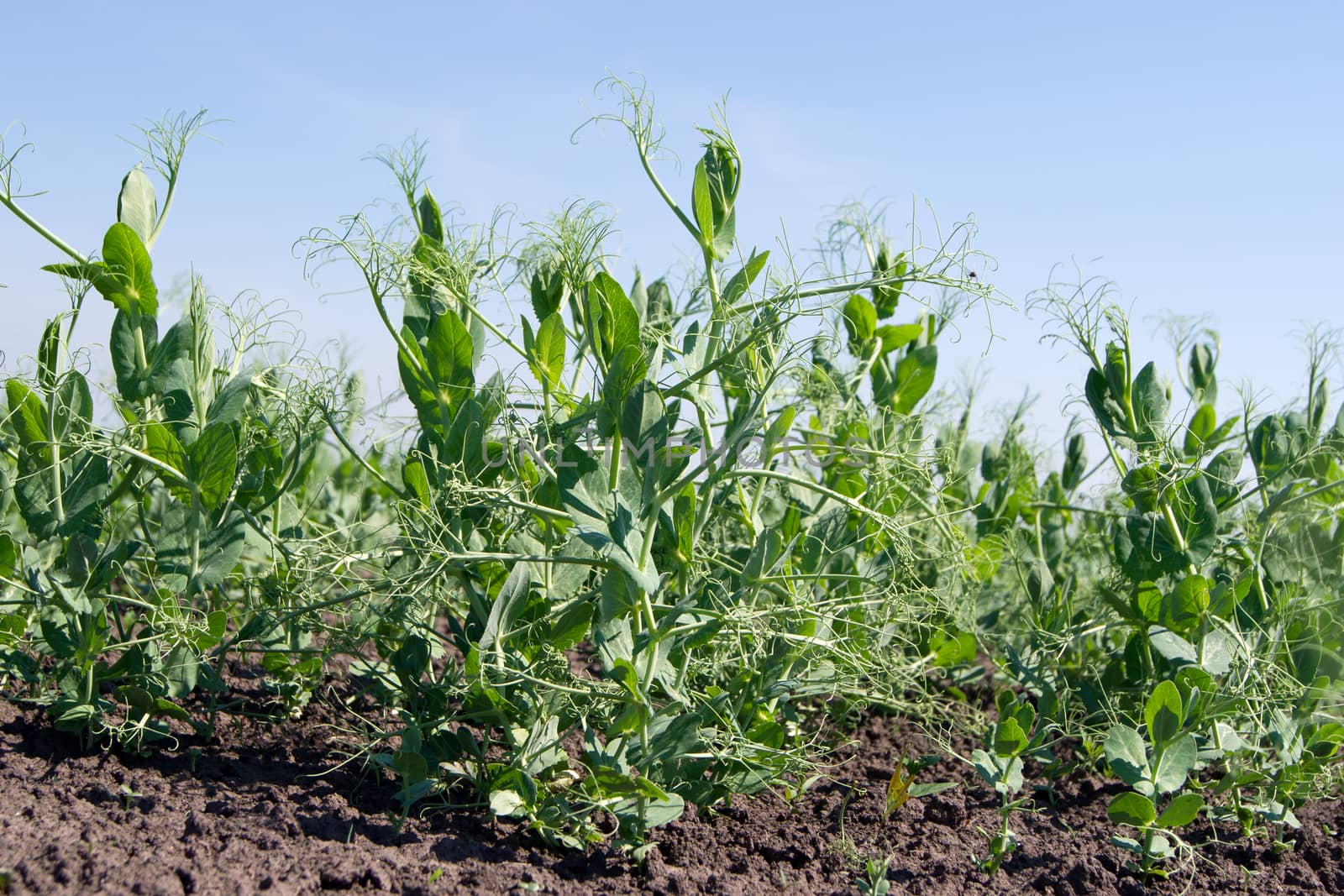Peas (Pisum sativum) crop develops in the field.