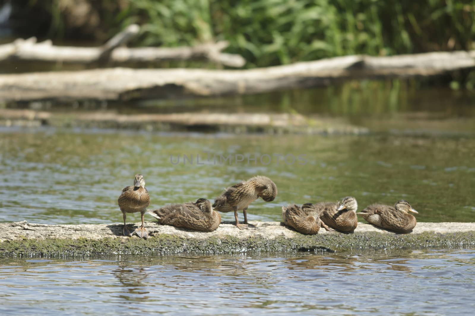 many birds in their natural habitat, nature series