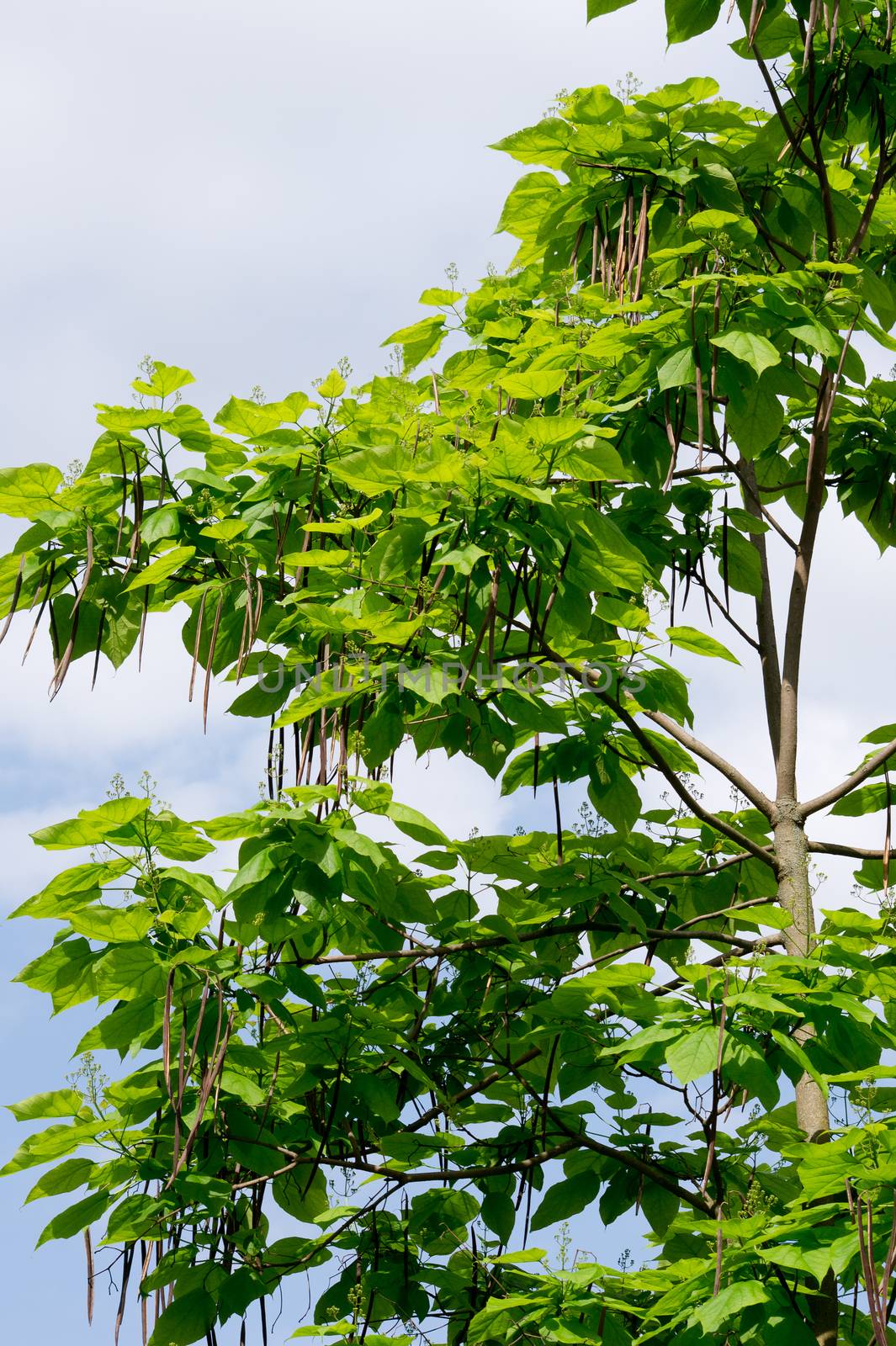 The cigar tree (Catalpa bignonioides) in the parks tree.