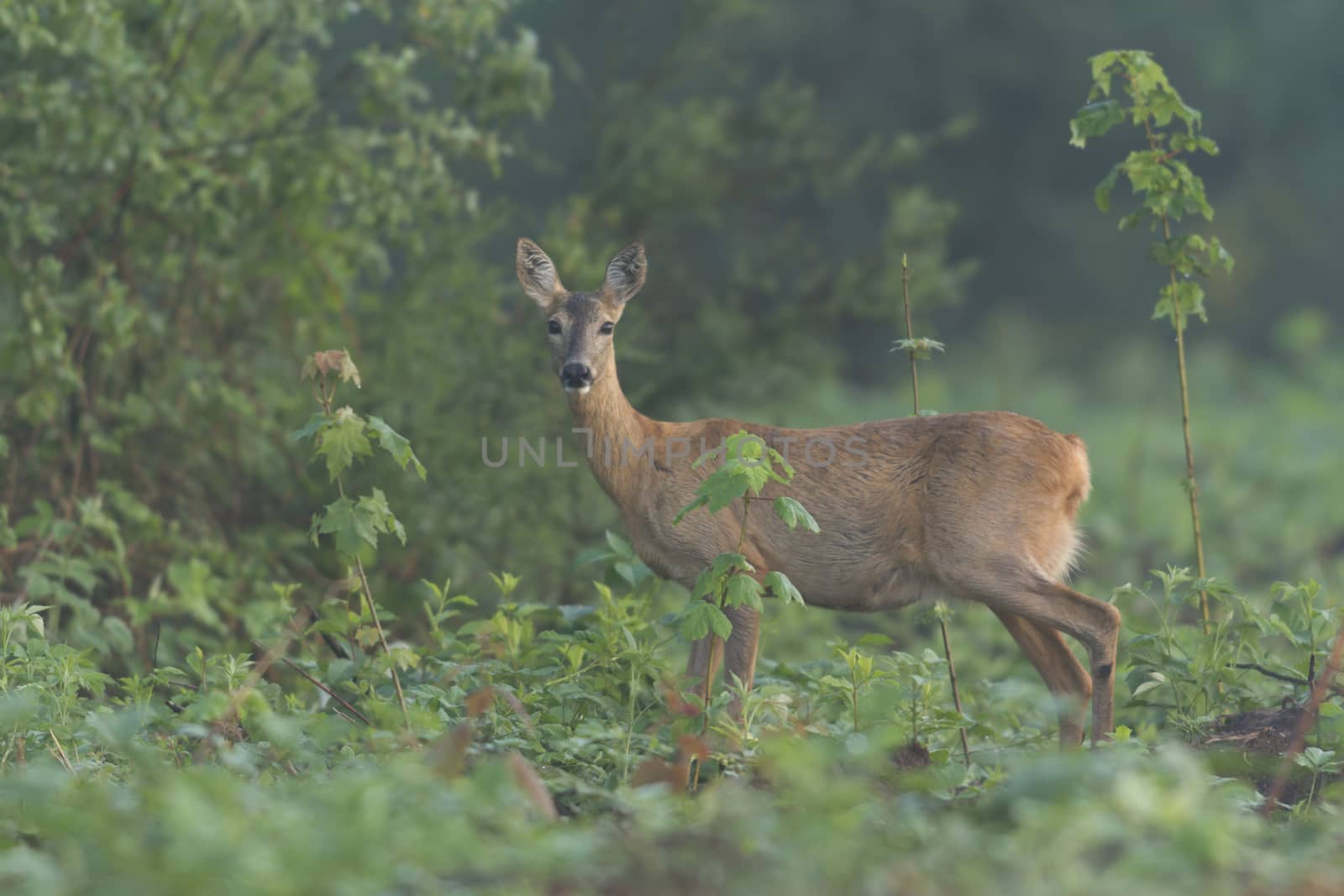 deer in captive, deer in a cage, nature series