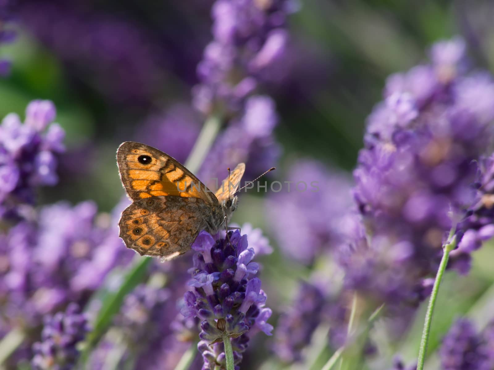 The hay butterfly (Coenonympha pamphilus) lavender flower.