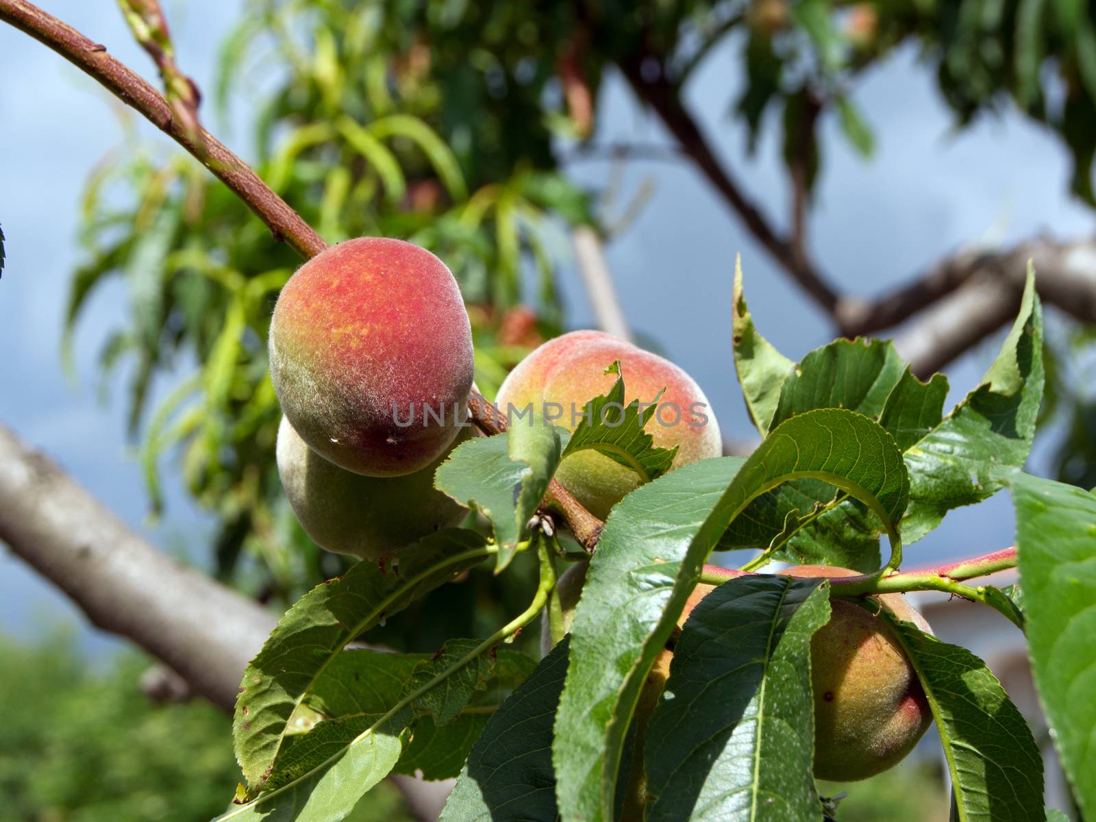 The peaches in the sunshine ripen on the tree.