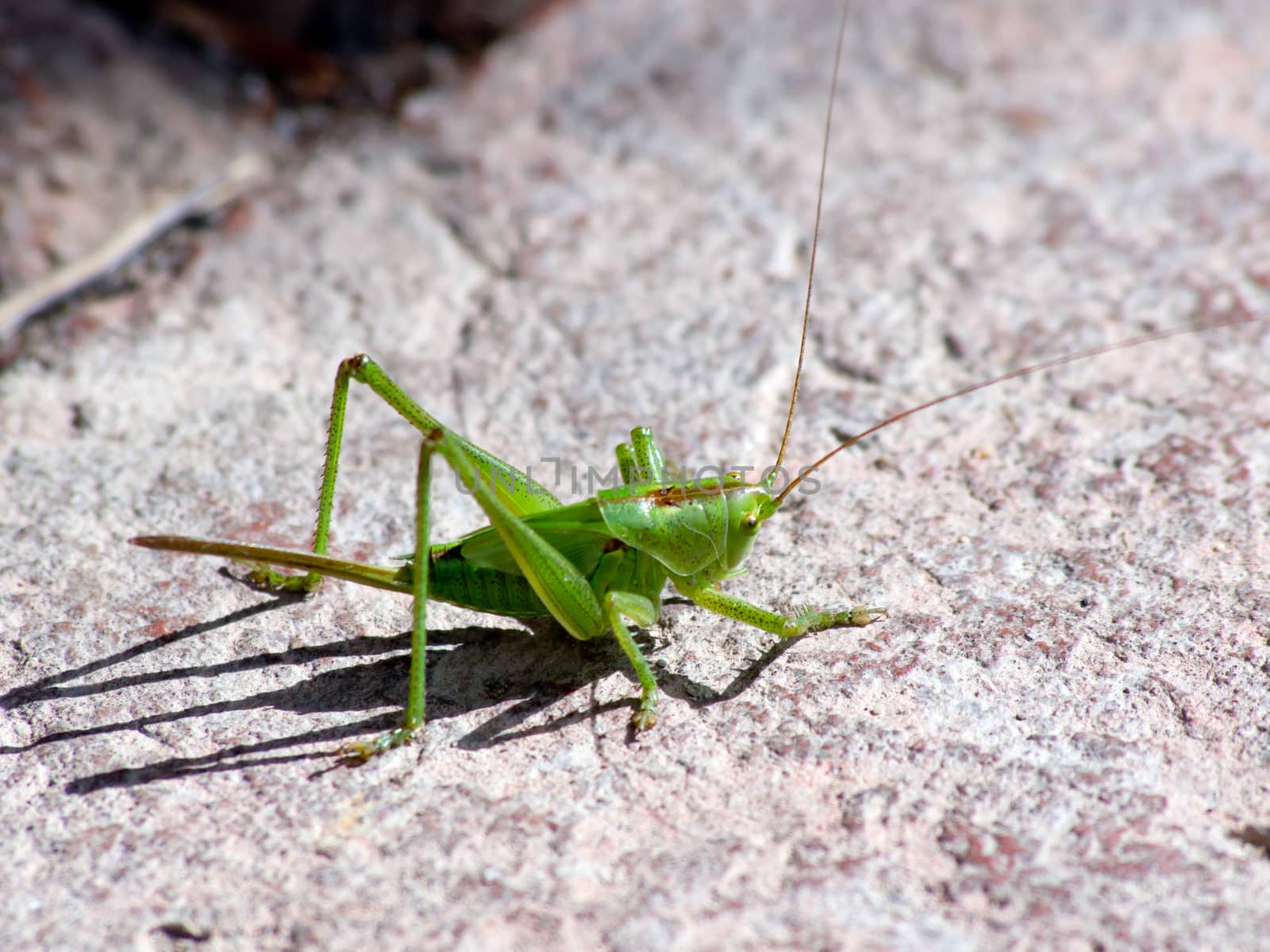 The Tettigonia viridissima (Tettigonia viridissima) on the concrete terrace wrong.