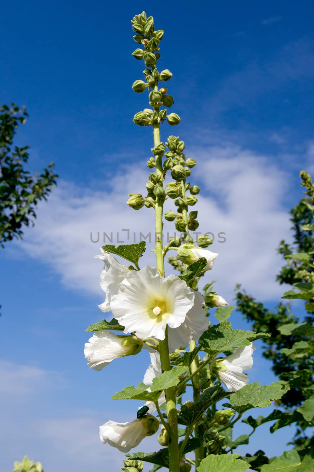 The bush mallow (Hibiscus syriacus), a magnificent flower gardens.