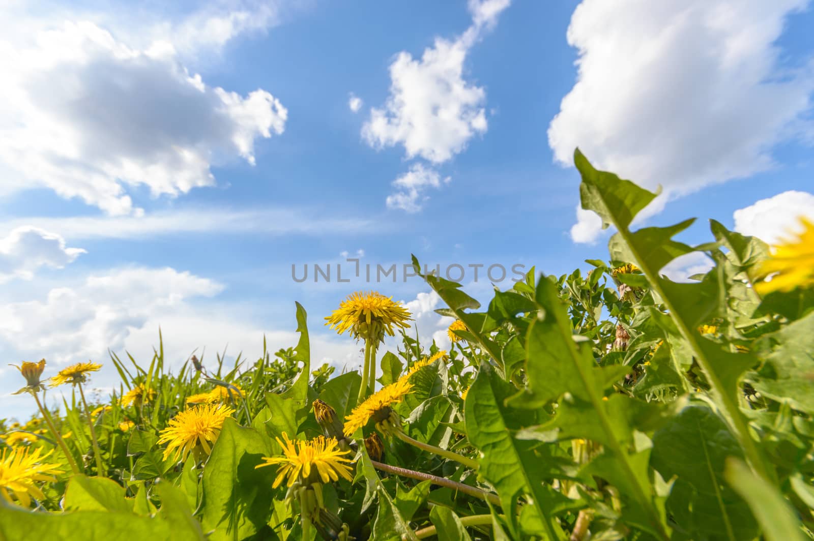 flowers as a colorful background, macro photo, nature series