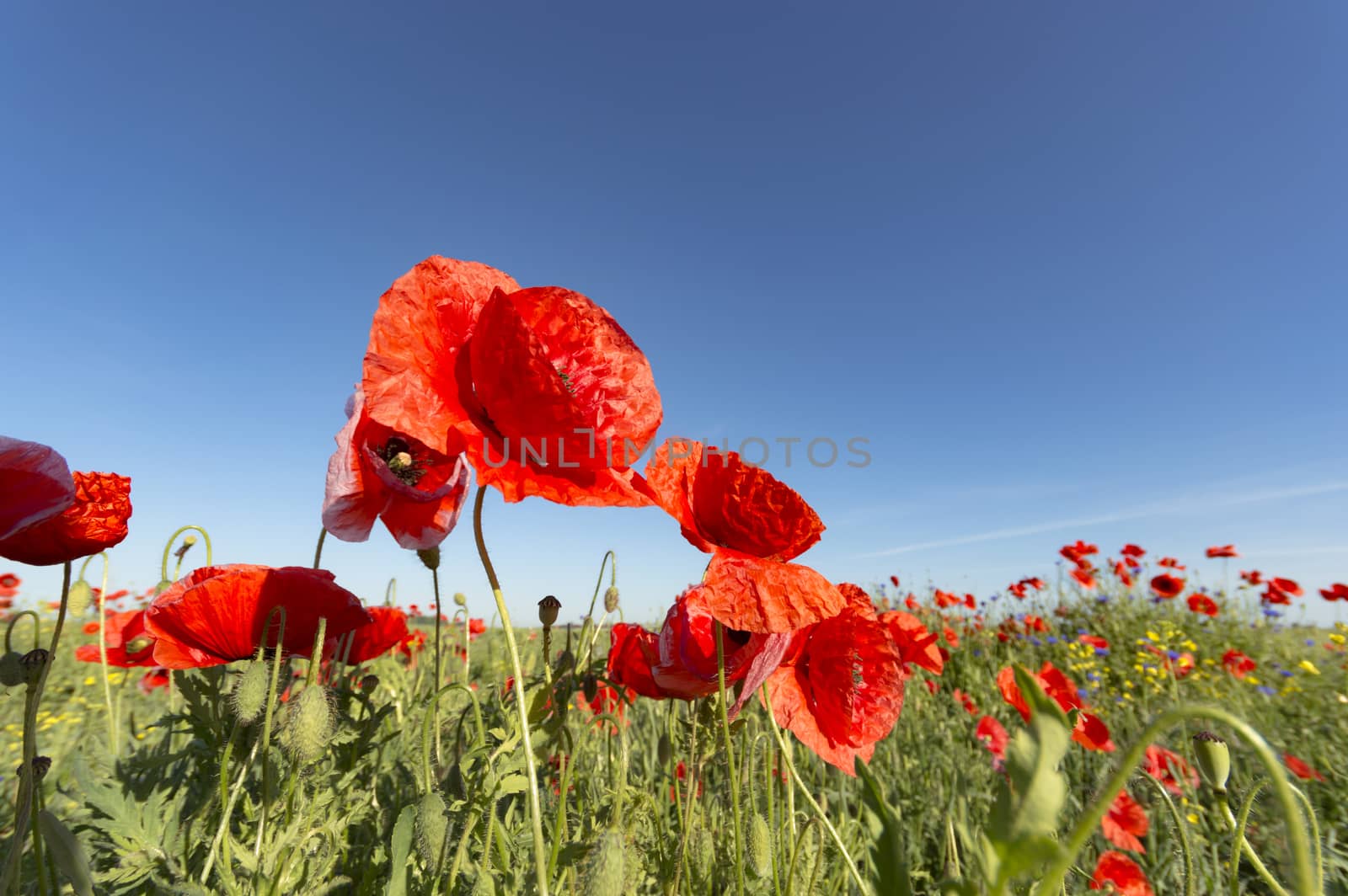 flowers as a colorful background, macro photo, nature series