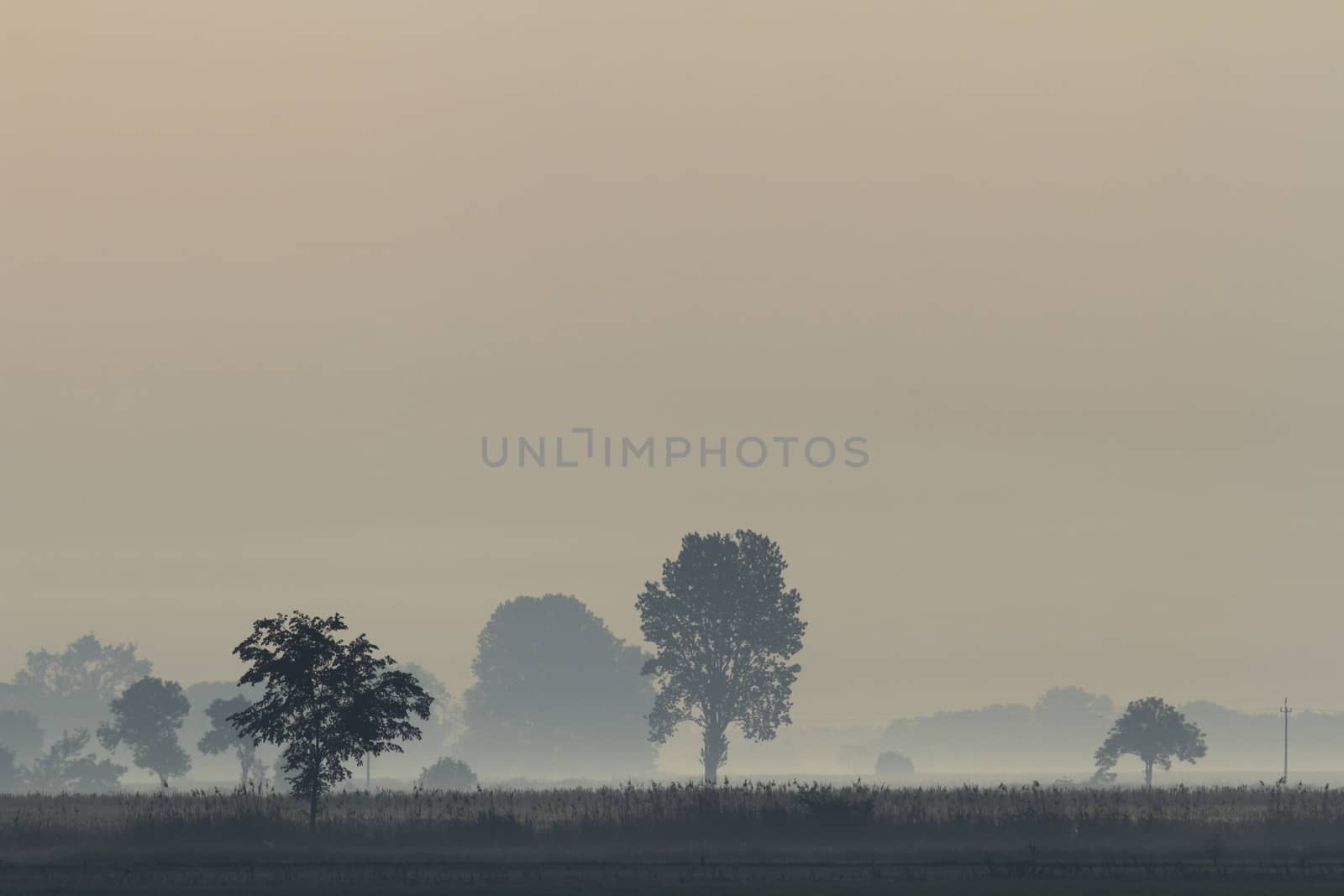 morning fog over a meadow, nature series